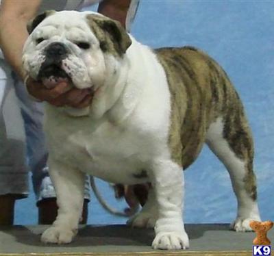 Ch Empires Prince Marcus